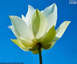 yapboz Beyaz Lotus çiçeği